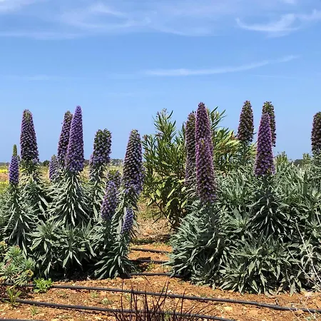 Holiday home Quinta Do Planalto Vicentino - *